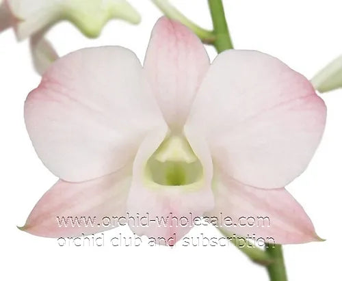 Prebook BULK Peach Neva Marco Polo Dendrobium Orchid Fresh Cut Flowers (NO VASE)