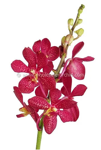 Prebook BULK - Mokara RED ROBIN Orchid Fresh Cut Flowers (NO VASE)