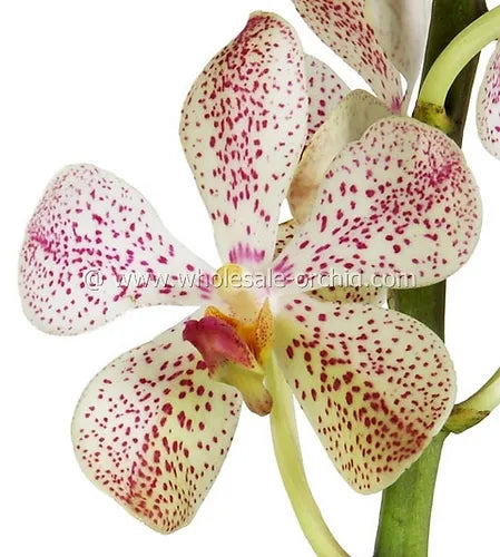 Prebook BULK - White Mokara Orchid Fresh Cut Flowers (NO VASE)