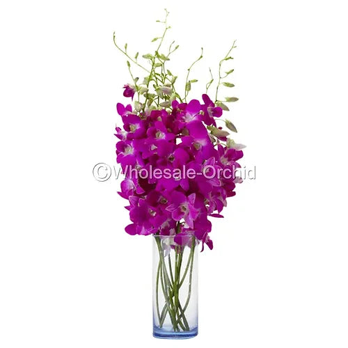 Prebook BULK - Hot Pink Queen Pink Madam Dendrobium Orchid Fresh Cut Flowers (NO VASE)