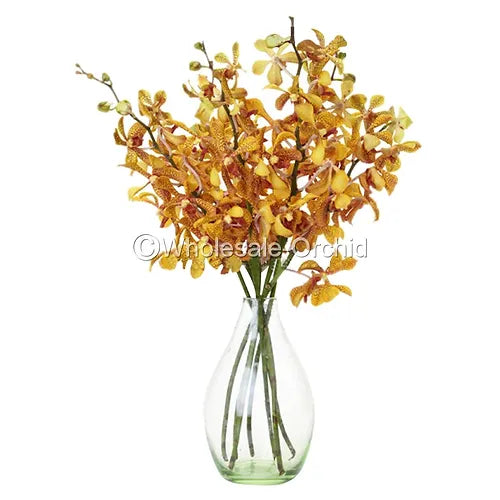 Prebook BULK - Yellow Punnee Tiger Orchid Fresh Cut Flowers (NO VASE)