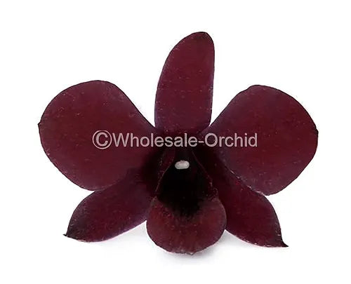 Prebook BULK - Dendrobium Black & Plum Eggplant Orchid Fresh Cut Flowers (NO VASE)