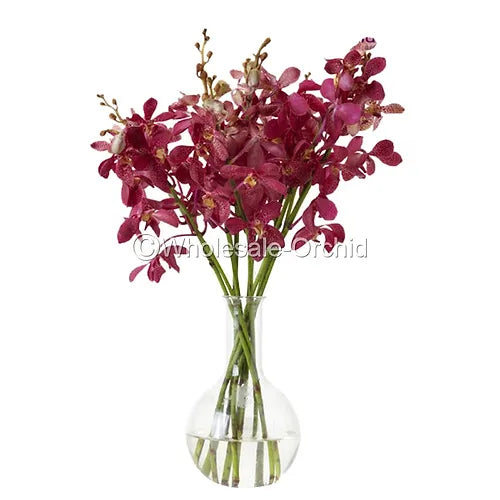 Prebook BULK - Mokara RED ROBIN Orchid Fresh Cut Flowers (NO VASE)