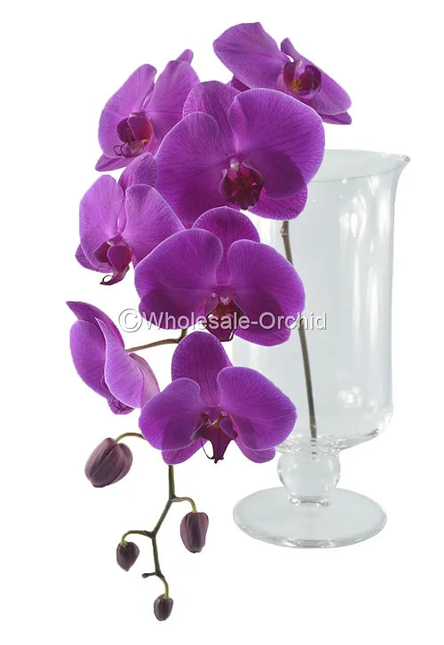 Prebook BULK - Purple Phalaenopsis Orchid Fresh Cut Flowers