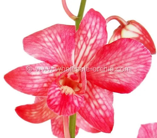 Prebook BULK - RED White-DYED Dendrobium Orchid Fresh Cut Flowers (NO VASE)