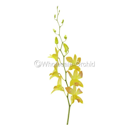 Prebook BULK - YELLOW DYED-Misteen Miss Teen Dendrobium Orchid Fresh Cut Flowers (NO VASE)