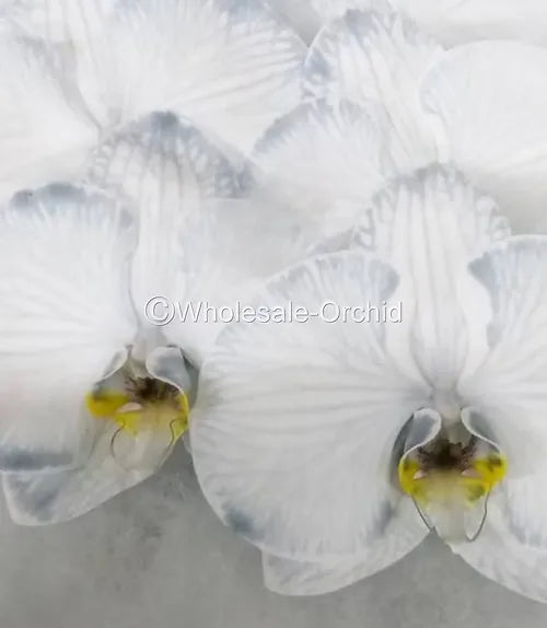 Prebook BULK - DYED Black Phalaenopsis Orchid Fresh Cut Flowers