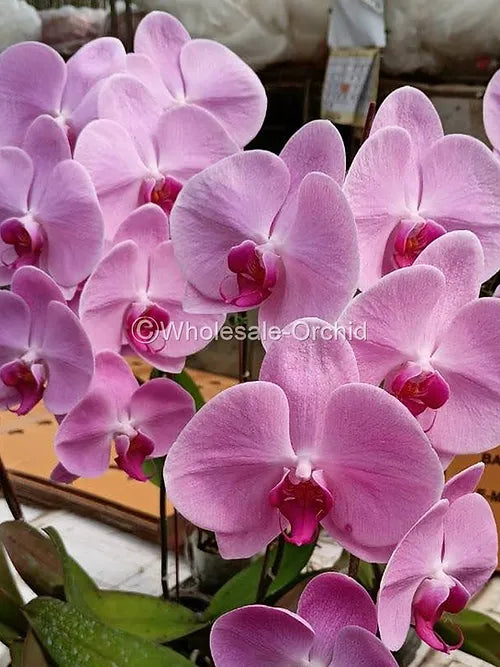 Prebook BULK - Pink Phalaenopsis Orchid Fresh Cut Flowers