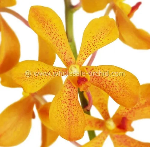 Prebook BULK - Orange Mokara Orchid Fresh Cut Flowers (NO VASE)