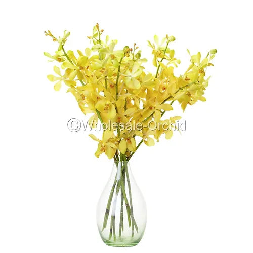 Prebook BULK - Yellow Mokara Orchid Fresh Cut Flowers (NO VASE)