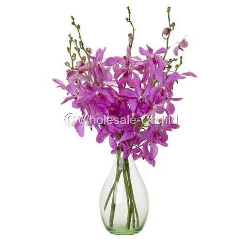 Prebook BULK - Pink Mokara Orchid Fresh Cut Flowers (NO VASE ...