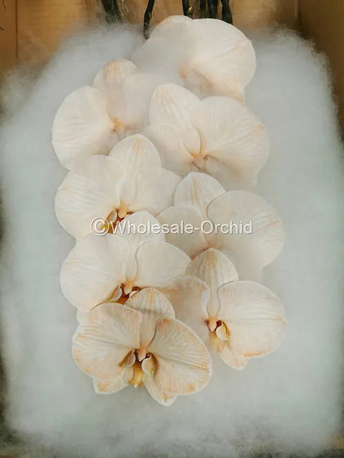 Prebook BULK - DYED Apricot Phalaenopsis Orchid Fresh Cut Flowers