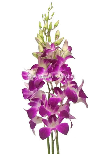 Prebook BULK - Purple Sonia Variegated Bombay Dendrobium Orchid Fresh Cut Flowers (NO VASE)