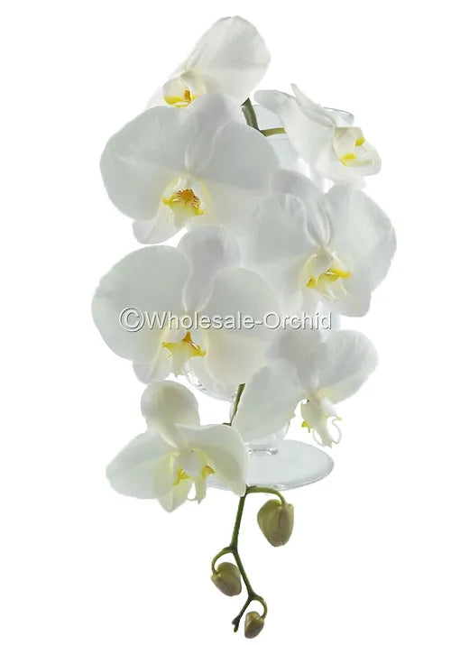 Prebook BULK - White Yellow Lips Phalaenopsis Orchid Fresh Cut Flowers