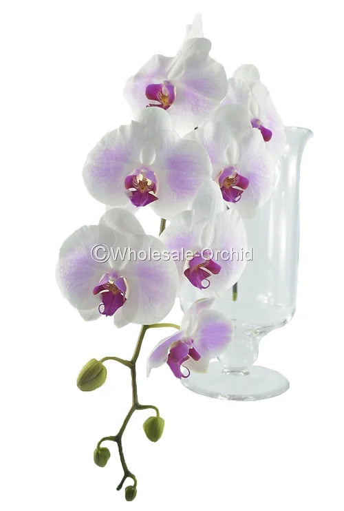 Prebook Bulk - White Red Lips Phalaenopsis Orchid Fresh Cut Flowers