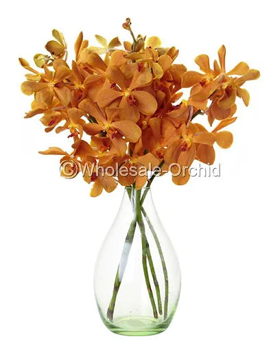 Prebook BULK - Orange Jubkuan Mokara Orchid Fresh Cut Flowers (NO VASE)