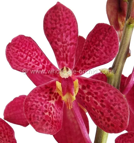 Prebook BULK - Red Robin Mokara Orchid Fresh Cut Flowers (NO VASE)