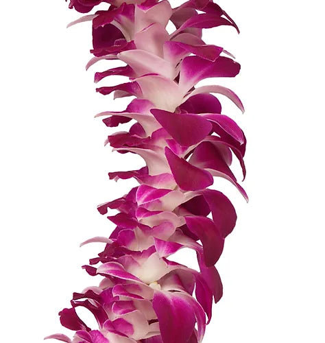 PREBOOK BULK - Purple SINGLE Orchid Strand Flower String Dendrobium Fresh Cut Flowers