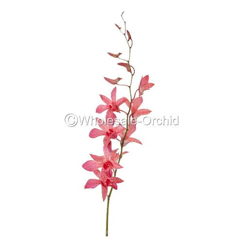 Prebook BULK - Red DYED-Misteen Miss Teen Dendrobium Orchid Fresh Cut Flowers (NO VASE)