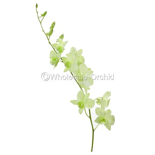 Prebook BULK - Light Green White-DYED Dendrobium Orchid Fresh Cut Flowers (NO VASE)