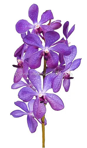 Prebook BULK - Lavender BLUE HUE Mokara Orchid Fresh Cut Flowers (NO VASE)
