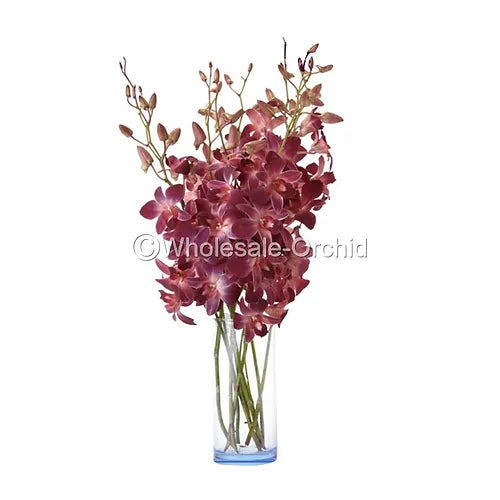 Prebook BULK - RED DYED-Sonia Bombay Dedndrobium Orchid Fresh Cut Flowers (NO VASE)