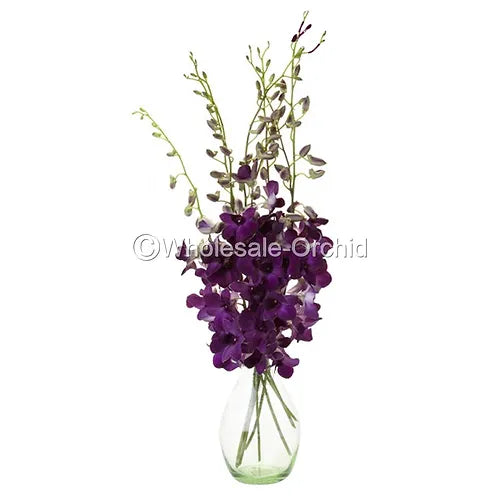 Prebook BULK - Viola Ice Blue Ocean Lavender Dendrobim Orchid Fresh Cut Flowers (NO VASE)