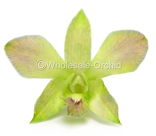 Prebook BULK - Light Green DYED-Misteen Miss Teen Dendrobium Orchid Fresh Cut Flowers (NO VASE)