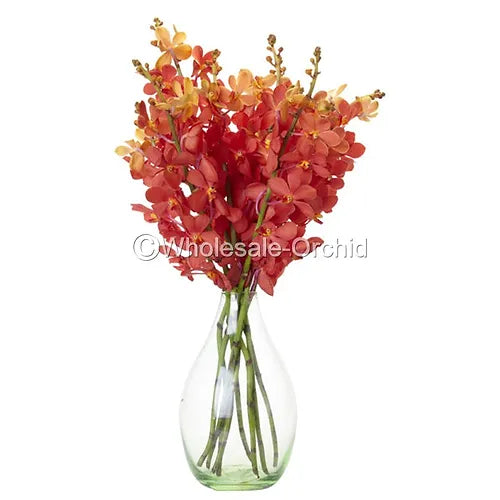 Prebook  BULK - Orange Sun Kiss Mida Mokara Orchid Fresh Cut Flowers