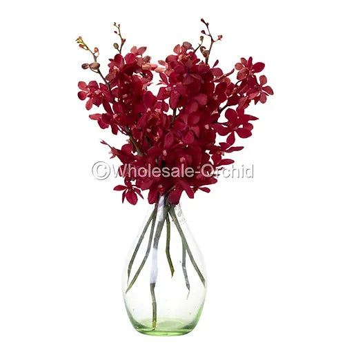 Prebook BULK - RED RUBY Mokara Orchid Fresh Cut Flowers