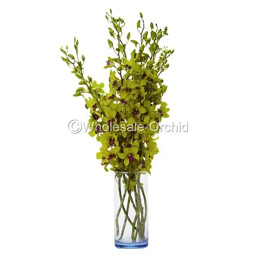 Prebook BULK - GREEN JADE Burana Dendrobium Orchid Fresh Cut Flowers (NO VASE)