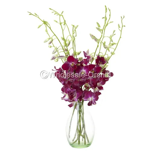 Prebook BULK - Purple Sonia Variegated Bombay Dendrobium Orchid Fresh Cut Flowers (NO VASE)