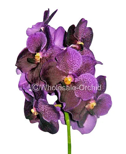 Prebook BULK - Assort Vanda Orchid Fresh Cut Flowers