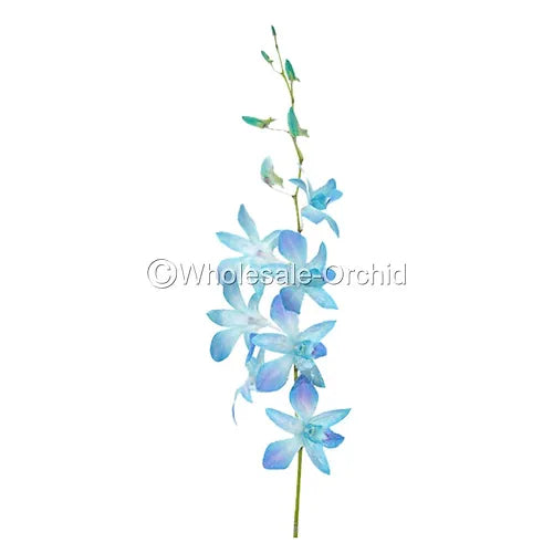 Prebook BULK - Baby Blue DYED-Misteen Miss Teen Dendrobium Orchid Fresh Cut Flowers (NO VASE)