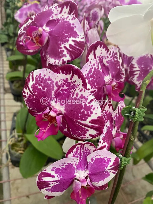 Prebook Bulk - PURPLE Haelequin Spotted Phalaenopsis Orchid Fresh Cut Flowers