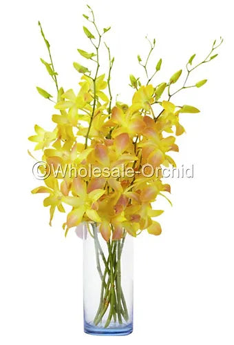 Prebook BULK - YELLOW DYED-Misteen Miss Teen Dendrobium Orchid Fresh Cut Flowers (NO VASE)