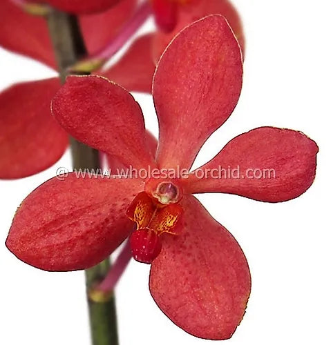 Prebook BULK - RED Mokara Orchid Fresh Cut Flowers (NO VASE)