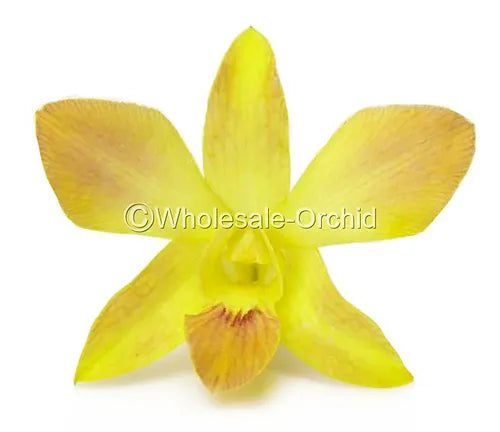 Prebook BULK - YELLOW DYED-Misteen Miss Teen Dendrobium Orchid Fresh Cut Flowers (NO VASE)