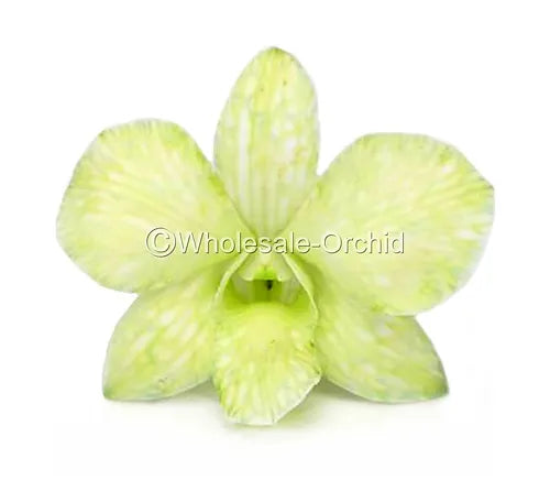 Prebook BULK - Light Green White-DYED Dendrobium Orchid Fresh Cut Flowers (NO VASE)
