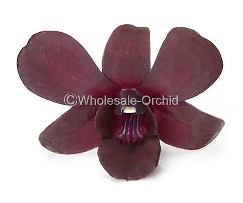 Prebook BULK - Dendrobium Black & Plum Eggplant Orchid Fresh Cut Flowers (NO VASE)