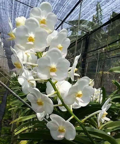 Ascocenda White Orchid (Mini Vanda) Fresh Cut Flowers