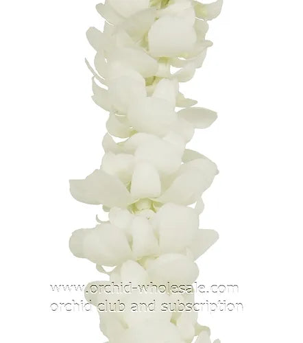 PREBOOK BILK - White Single Orchid Strand Flower String Dendrobium Fresh Cut Flowers