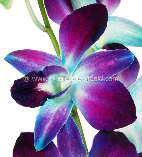 PREBOOK BULK - Dendrobium BLUE Sonia Bombay Orchid Fresh Cut Flowers (NO VASE)