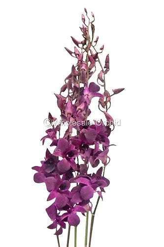 Prebook BULK - Dendrobium Black & Plum Eggplant Orchid Fresh Cut Flowers (NO VASE)