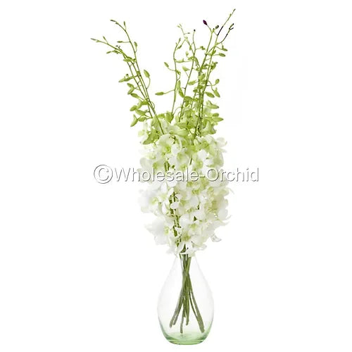 Prebook BULK - WHITE Dendrobium Orchid Fresh Cut Flowers (NO VASE)