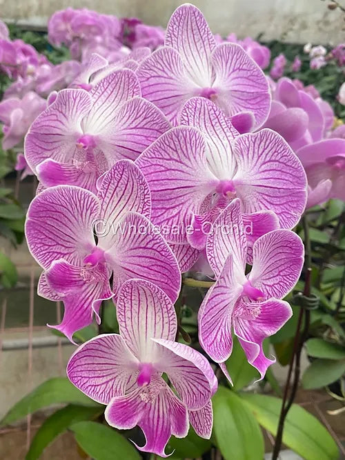 Prebook BULK - Pink STRIPE Phalaenopsis Orchid Fresh Cut Flowers