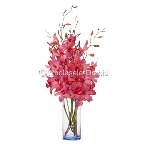 Prebook BULK - Red DYED-Misteen Miss Teen Dendrobium Orchid Fresh Cut Flowers (NO VASE)