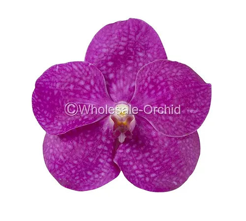 Prebook BULK - Pink Vanda Orchid Fresh Cut Flowers