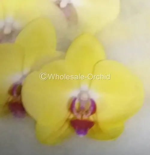 Prebook BULK - Yellow Phalaenopsis Orchid Fresh Cut Flowers