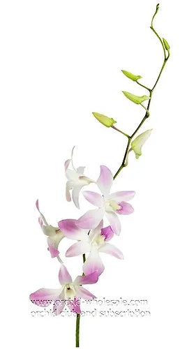 Prebook BULK - Blush Pink Misteen Miss Teen Dendrobium Orchid Fresh Cut Flowers (NO VASE)